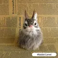 Rabbit Camel