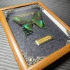 Real butterfly wood Picture Frame specimen Home decoration Birthday gift 6