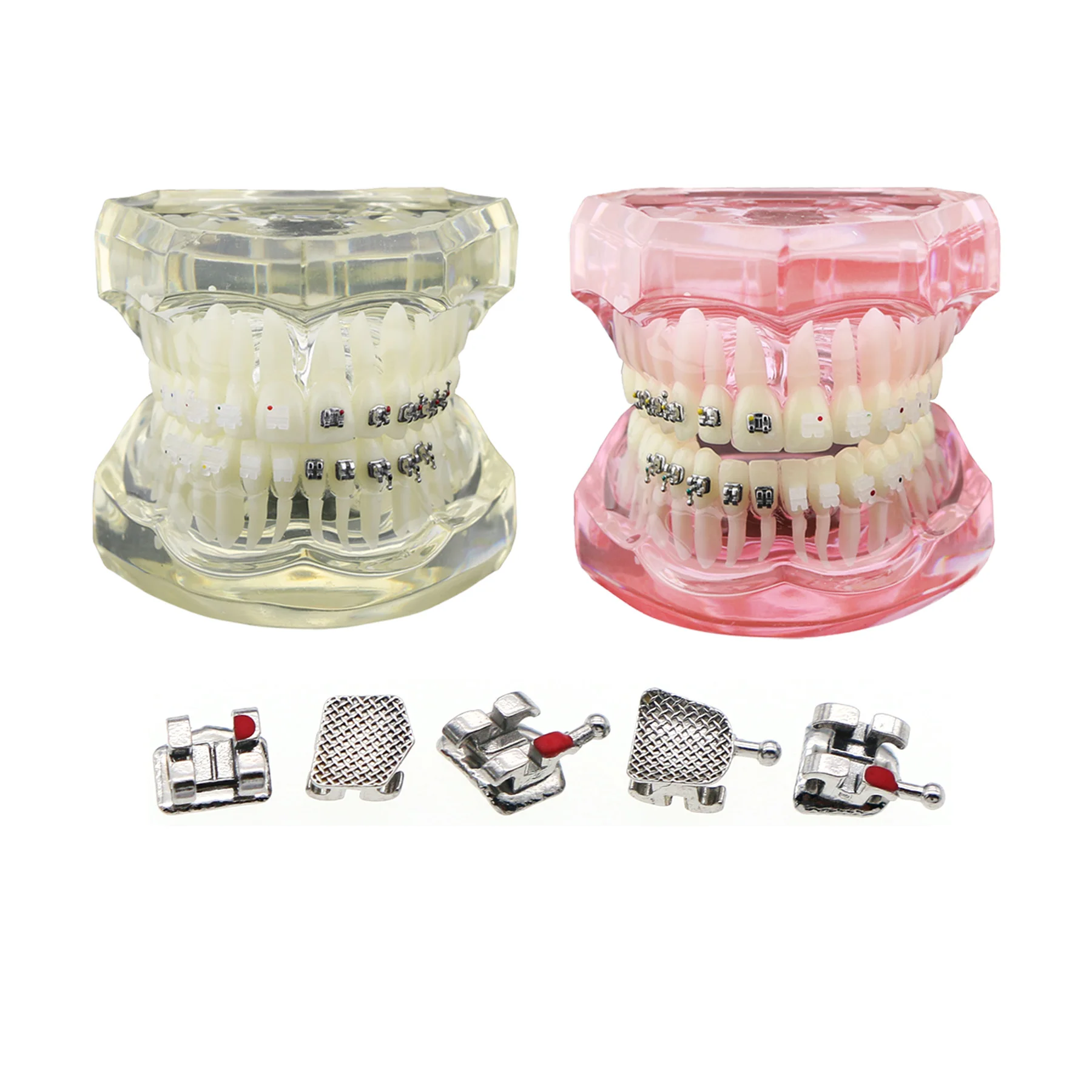 

Dental Orthodontic Teeth Model Typodont With Half Metal Ceramic Bracket Standard Demo M3003 For Studying Teaching