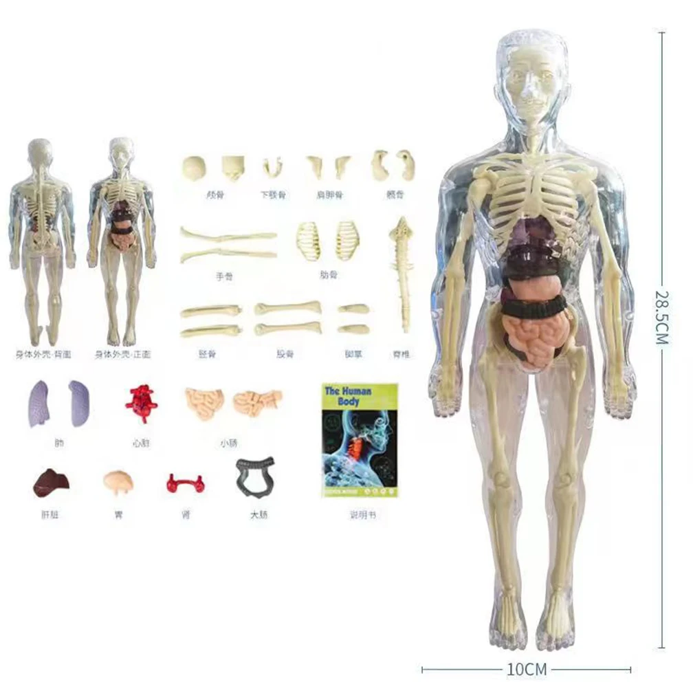 Bambola Peluche Anatomia Umana Con Organi Rimovibili - 49 Cm - Giocattolo Educativo Per Bambini - Impara Il Corpo