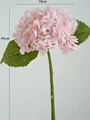 Pink hydrangea