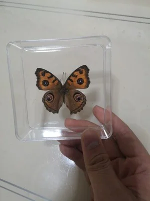 Butterfly Specimen Real Butterfly Specimen Insect Specimen Butterfly Shooting Props DIV Student Teaching Transparent Box Pack 