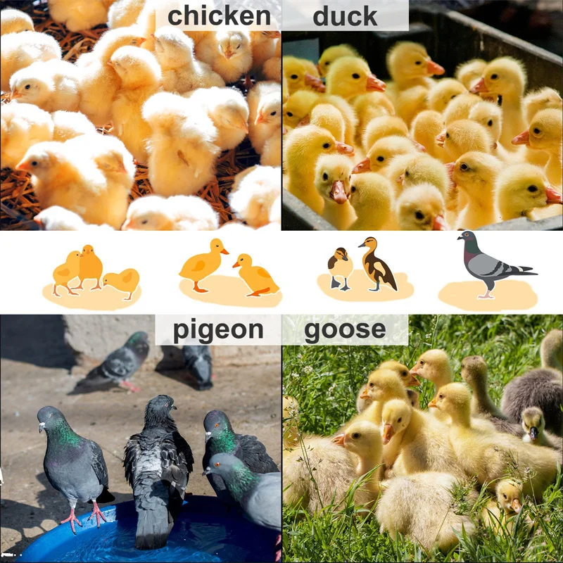 Electric Chick Brooder Heating Plate Adjustable Height Chick Cage Heater Chicken Warmer Easy To Install Convenient Time-saving