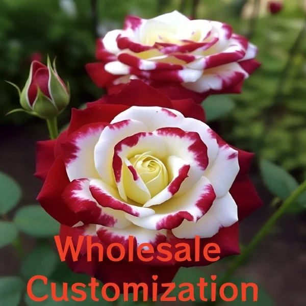 Wholesale Customization Store