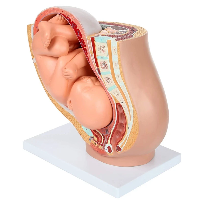 Human Pregnancy Fetal Development 9Th Month Embryonic Pelvic Model Fetus Foetus Pregnancy Anatomy Of The Placenta Model 2