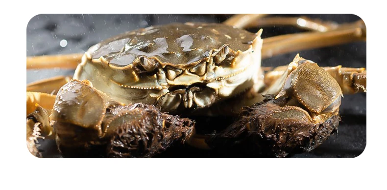 Taiyu Bionic Crab Angel köder 6g 13g Silikon Weich köder gefälschte Köder für Tintenfisch Tintenfisch Angeln Jig Kopf lockt Seefisch gerät – Detail 3