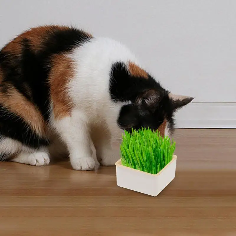 Layered Cat Grass Planter Hydroponic Pet Supply