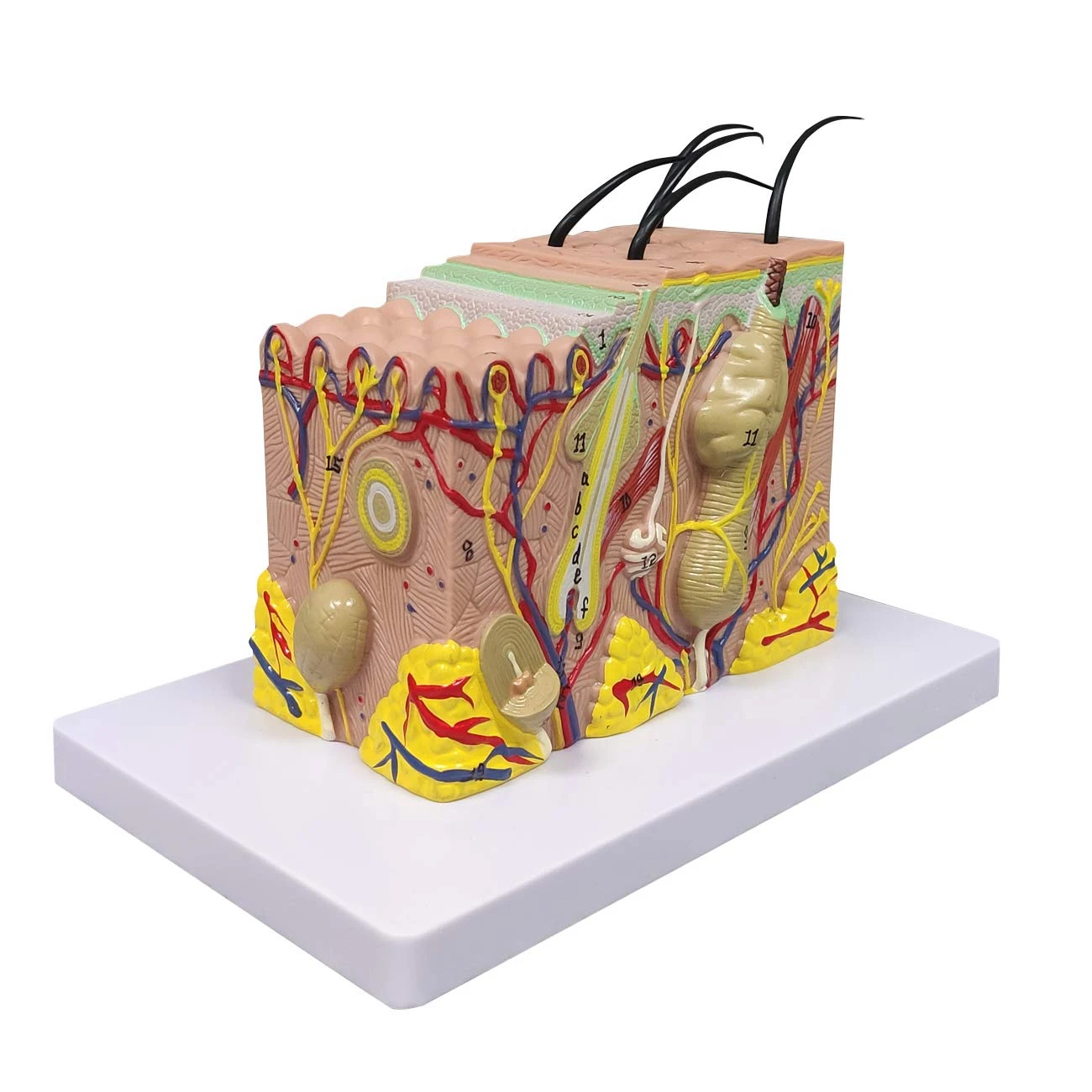 35X Enlarged Skin Model 1