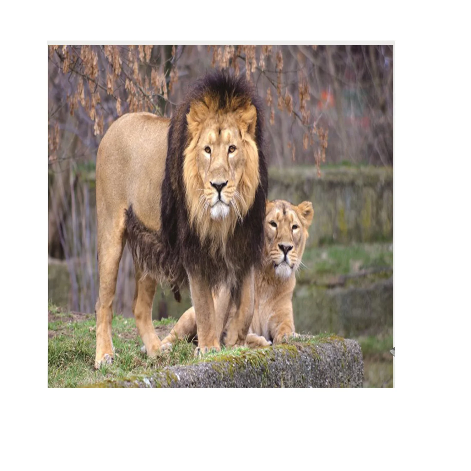 

Lion like painting hanging flag,sofa background, home interior decoration painting, 600D Oxford cloth 100 * 150cm 4 buttons