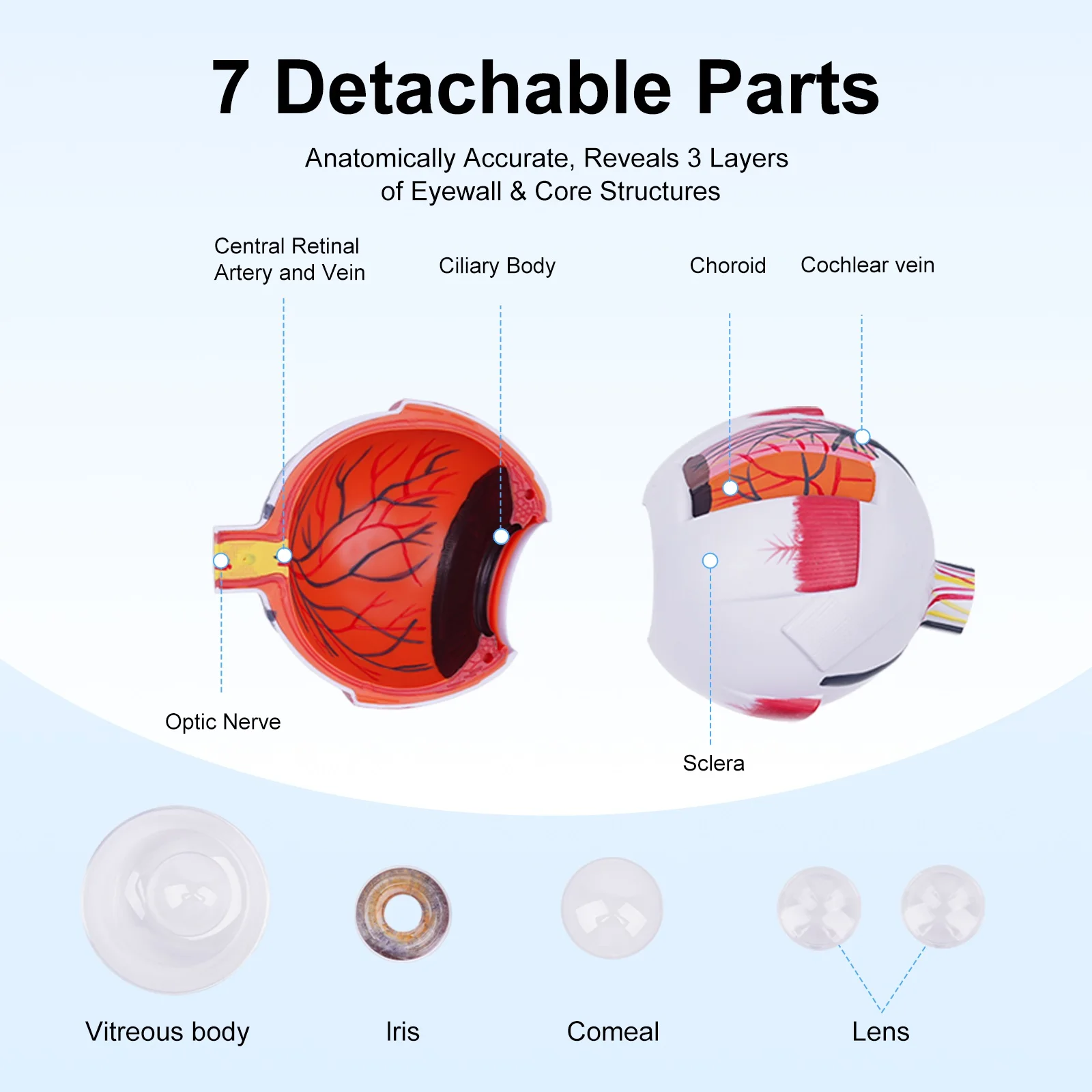 안구 모델 해부학 적 눈 모델 의료 학습 및 교육 도구 의료 과학 교육 리소스 눈꺼풀 6 배 확대 된 시신경 눈 특수 교육