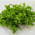 Light green  5g