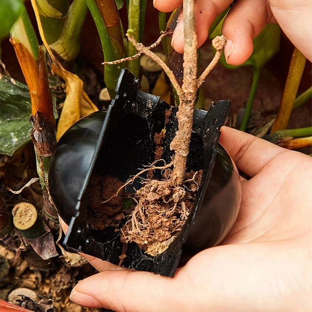 5Db Növényi Gyökérgyökérgolyó Oltó Gyökérzetű Tenyésztő Tok Csemete Átültetéshez Kerti Kiegészítők 5/8/12 Cm Átmérőjű - Image 5