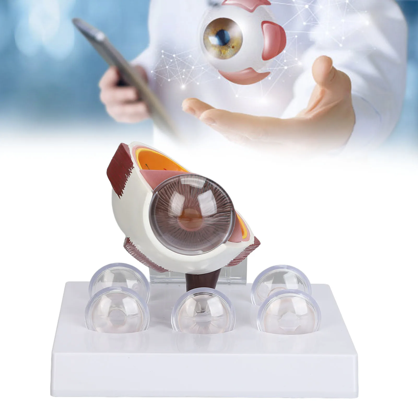 Human Eye Anatomical Model Accurate Display Enlarged  Eyeball Explanation Model with Card Human Eyeball Model 3