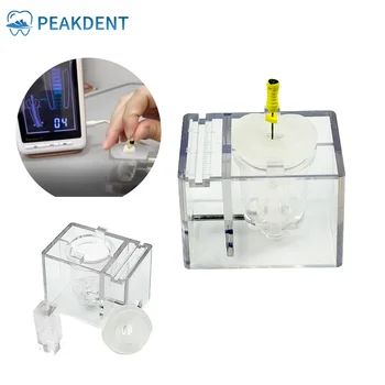 Root Canal Dental Training Model 1