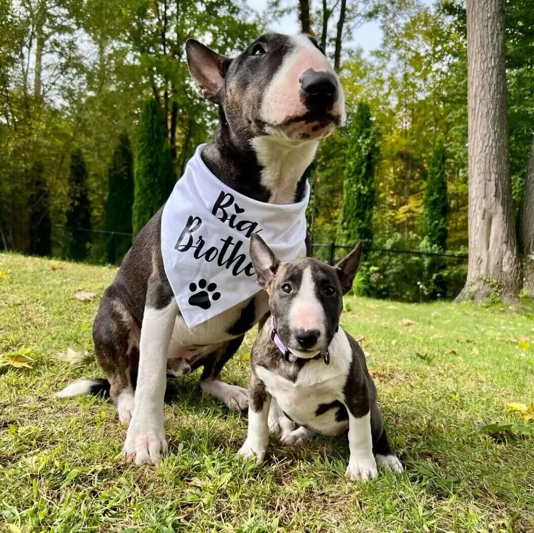 Bandana pour chien Big Brother Big Adjust Baby Reveal, noir et blanc, annonce de grossesse