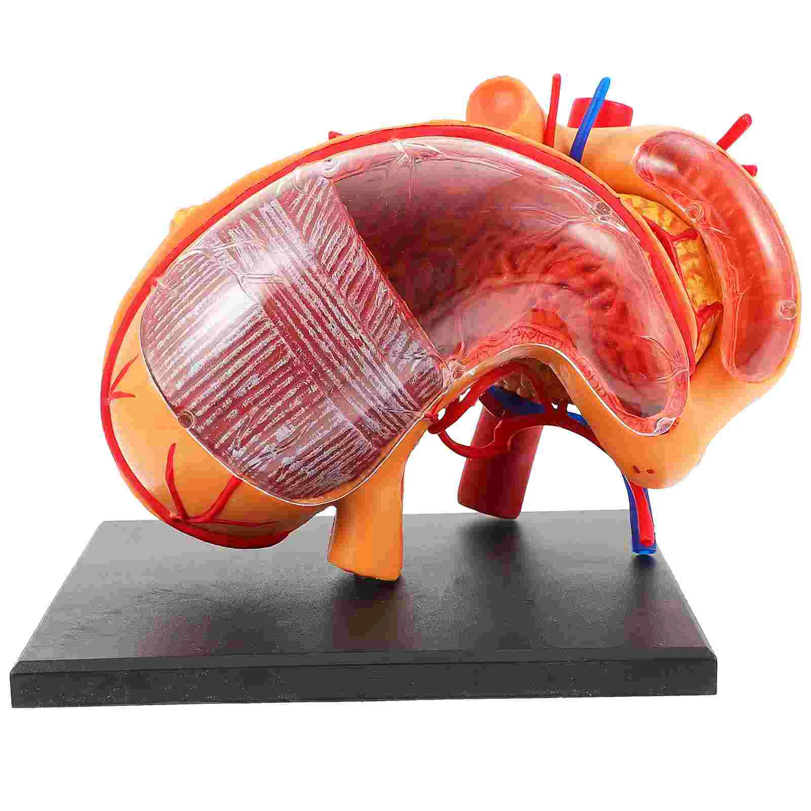 

Models Organ Anatomy Teaching Equipment Human Stomach Anatomical Biological Body Puzzle Sciences Aid Classroom Medical Toddler