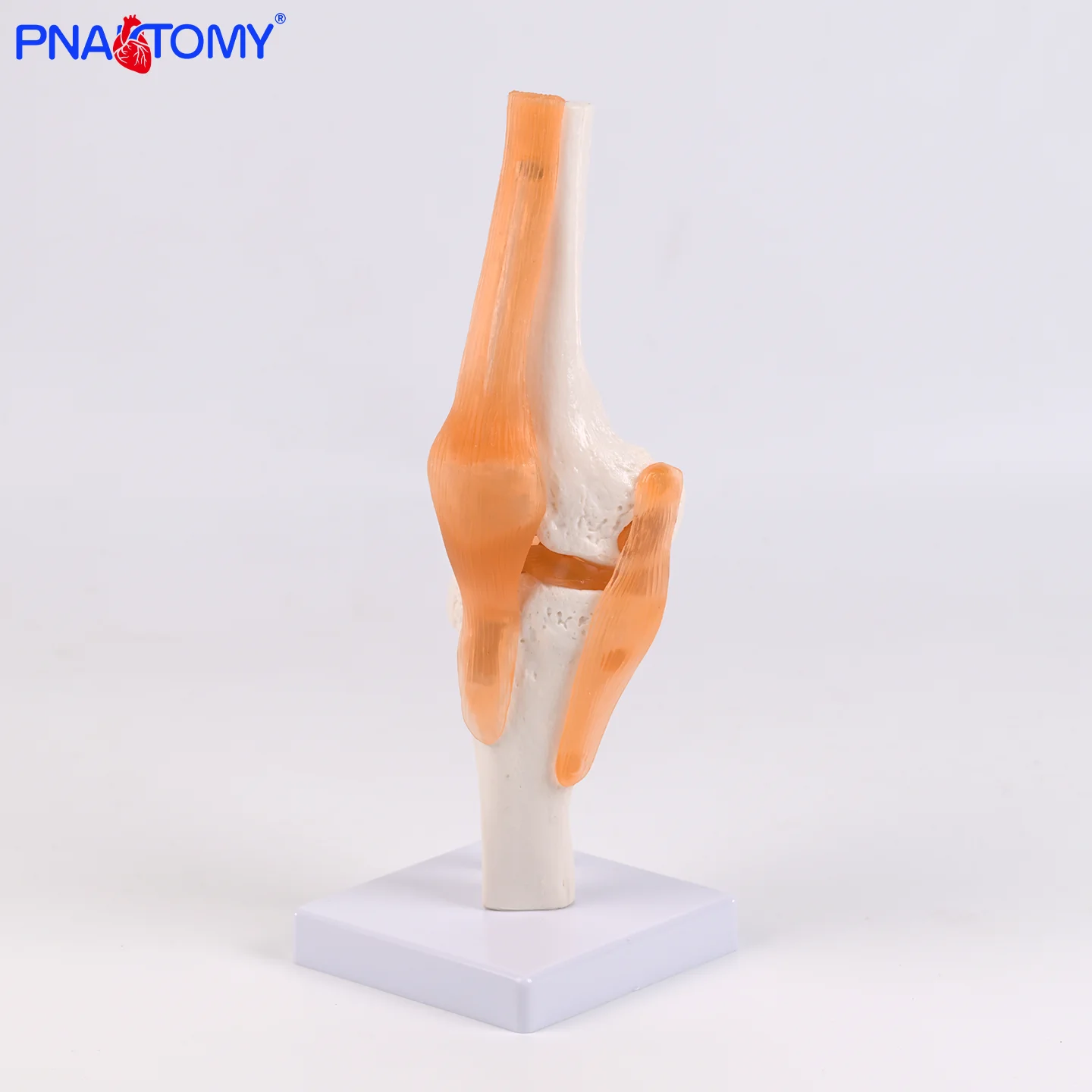 Life-Size Knee Joint Model 3