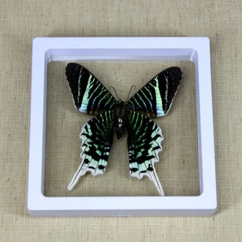 Real Insect Specimen Real Butterfly Holiday Gift Modern Simple Creative Desktop Decoration Picture Frame Specimen Birthday Gift 4