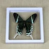 Real Insect Specimen Real Butterfly Holiday Gift Modern Simple Creative Desktop Decoration Picture Frame Specimen Birthday Gift 4