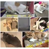 Cat Toys cat scraper sharpening claw cardboard corrugated board scratch-resistant cat scratch board Cat toy sofa cushion bed 6