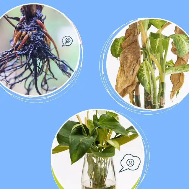 50Ml Professzionális Tápanyag -Oldat Gyökér Stimulátor Virágzó Cserepes Növények Növekedési Hormonok -Kiegészítő Műtrágya - Image 3