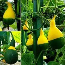 20 Pcs Rare Organic Yellow Green Pumpkin Garden Free Shipping | Дом и сад