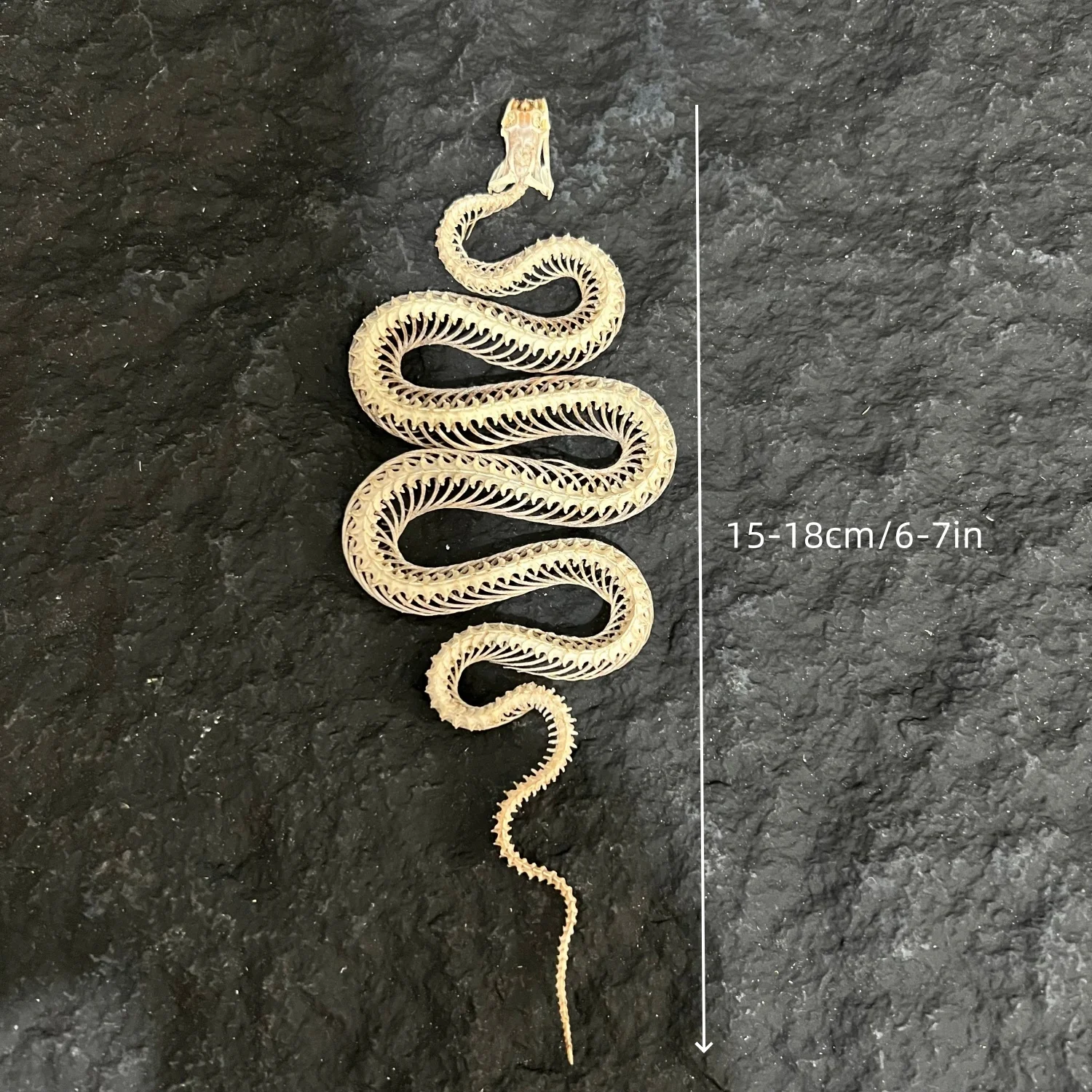 Real Snake Skeleton Skull Animal Specimens Decor - Model Animals Bones Specimen,Taxidermy Supplies for Science Education