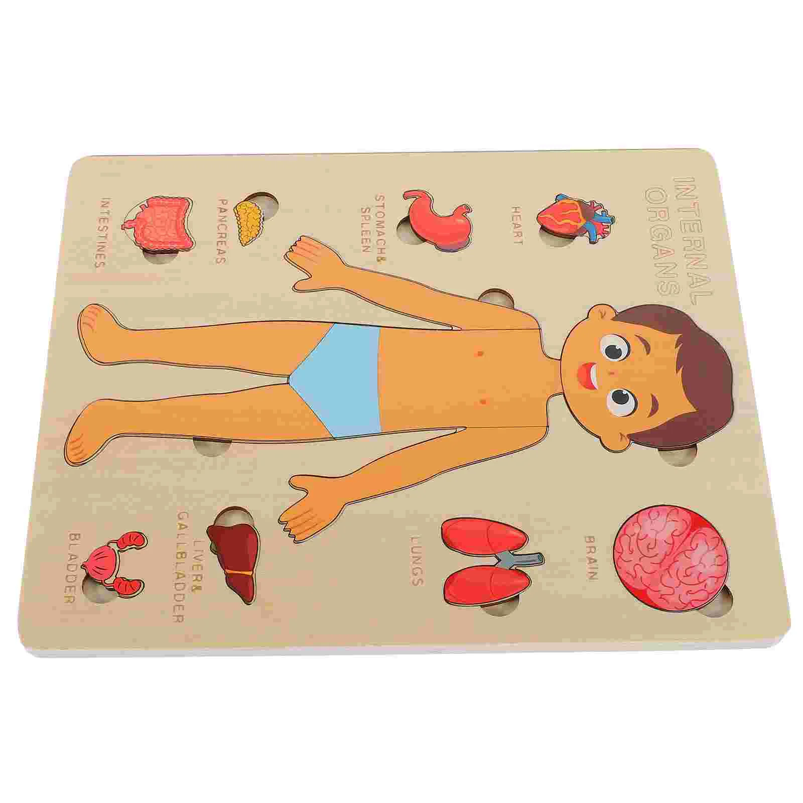 

Human Body Structure Puzzle Puzzles Early Education Teaching Tool Pieces Wood Organs Child