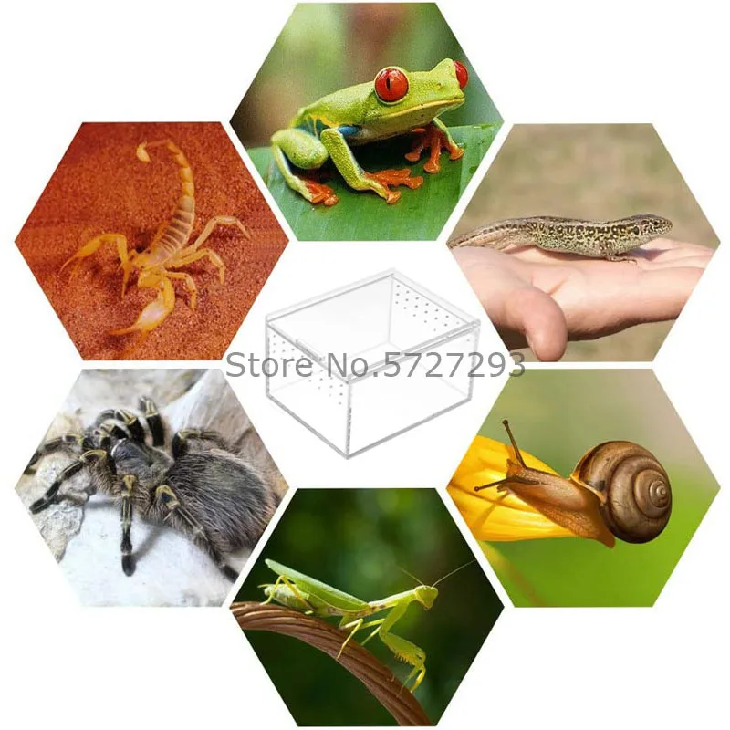 Living Box Insect Box Acrylic Feeding Cricket Keeper Pen With Tubes Insect  Cockroach Care Kit Reptile Tank Box - Boxes - AliExpress, Cricket Pen