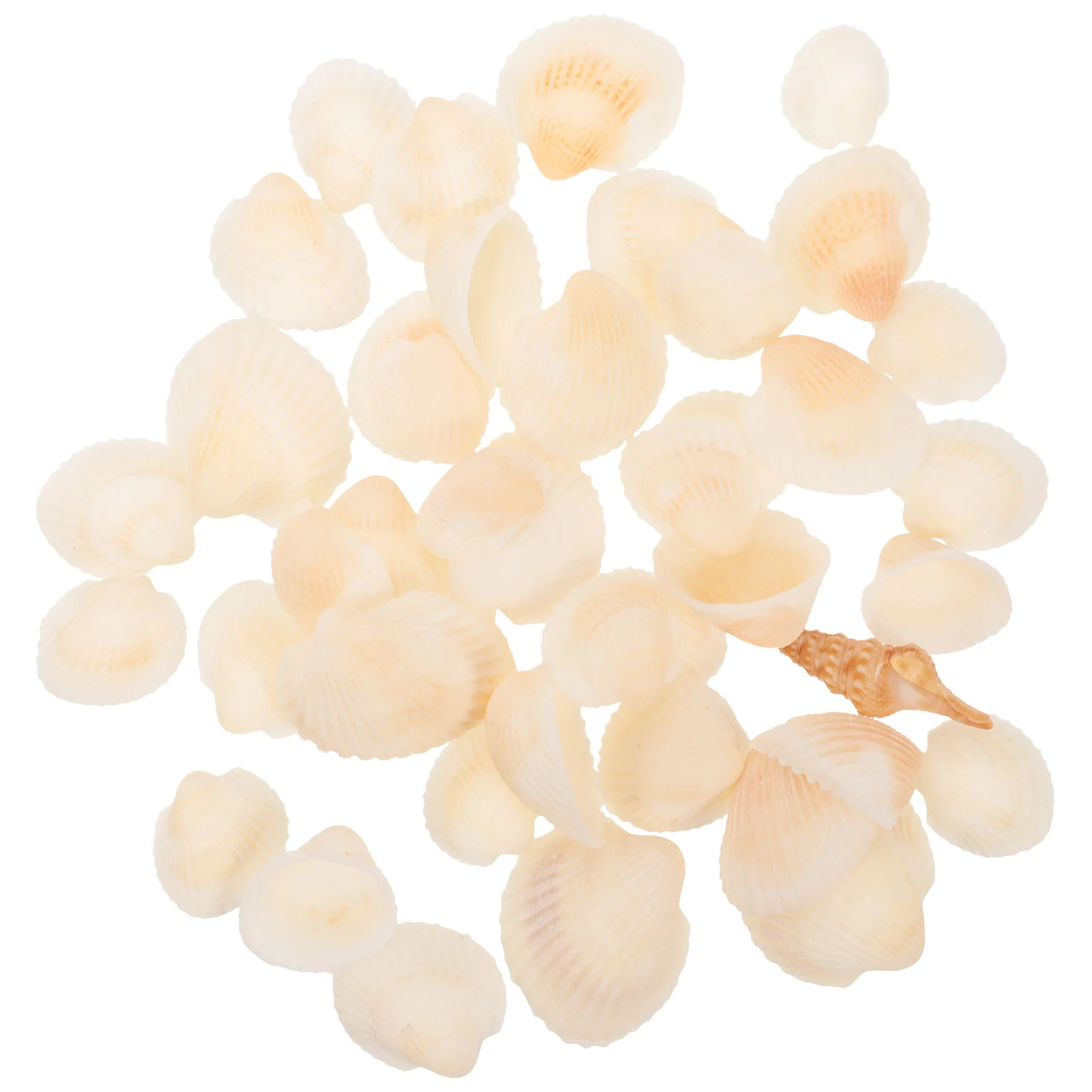 

Handicraft Shells Nature Decorative Shells Craft DIY Home Seashell Ornament