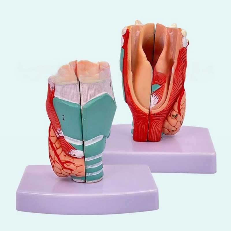 

Human Larynx Anatomical Model for Study Display Teaching Prop Medical Model, Life Size Human Throat Model Anatomy