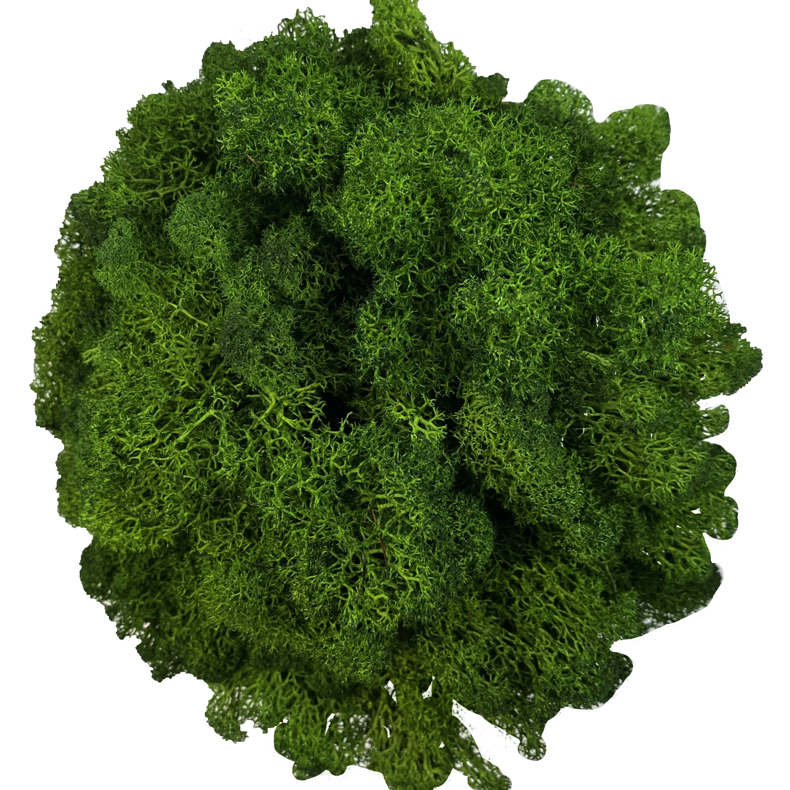 Lush Green Decorative Reindeer Moss for Crafting and Floral Decor