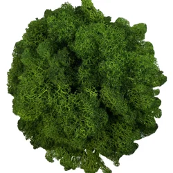 Lush Green Decorative Reindeer Moss for Crafting and Floral Decor (Green)