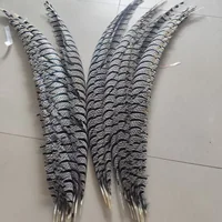 10pcs Lady Amherst pheasant feather 80-100 cm Long 4