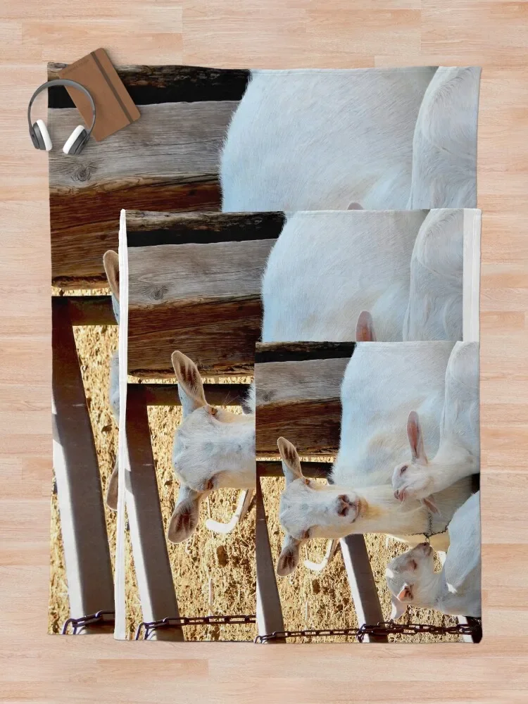 ������  ���� ������ ���, �ſ� ū ������, ������ ��� ���