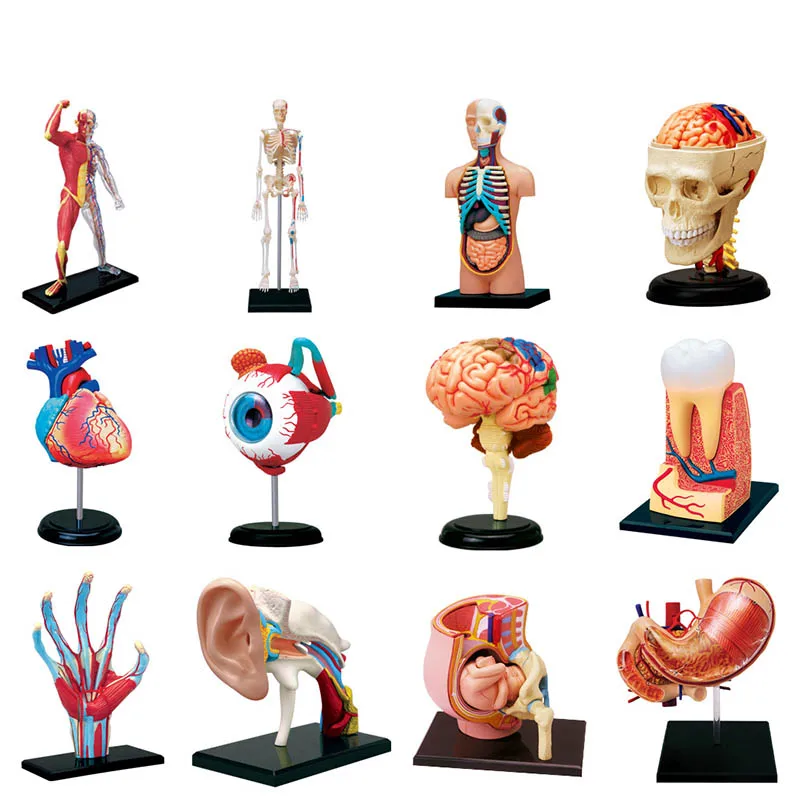 4D Human Anatomy Puzzle 3