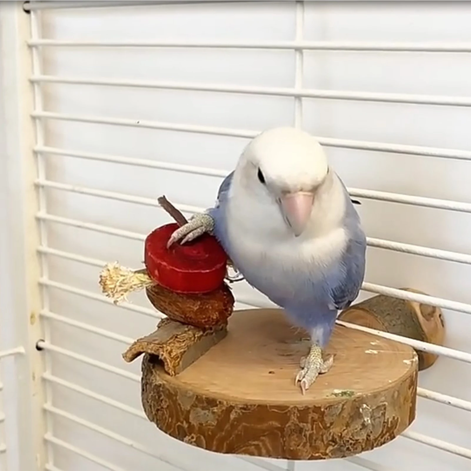 Cage Oiseau Bois Perruche Jouet : 6 Perchoirs Naturels, Griffes Meulage D'Oiseaux D'Escalade