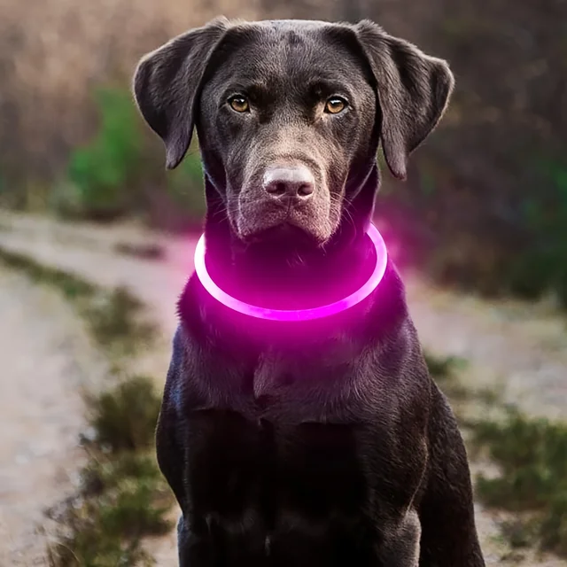 LED Light-Up Dog Collar: USB Rechargeable Luminous Night Safety Collar 3