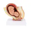 9th Month Baby Fetus/Foetus  Model Embryonic Development 4
