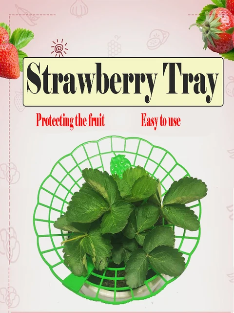 Supporti Per Fragole E Piante - Set Di 5 Griglie Regolabili Con Picchetti - Anti Marciume, Lumache E Muffa - Foto 9