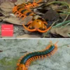 Rechargeable Simulation RC Centipede Toy Realistic Wireless RC Centipede Prank Toys Remote Control Scolopendra Prank Toy For 5