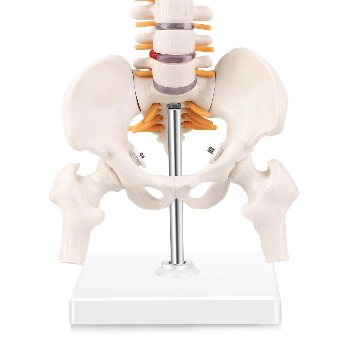 미니어처 척추 해부학 모델, 15.5 인치 미니 척추 기둥 모델, 척추 신경, 골반, 허벅지, 베이스에 장착