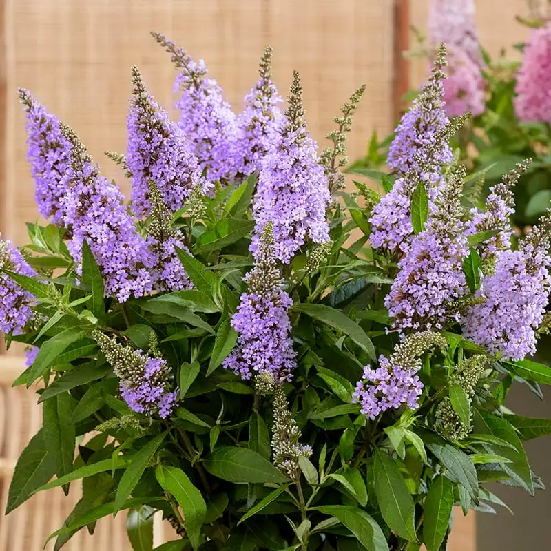 

Lil' Lavender Bush (1.5 Gallon) Lavender Purple Flowering Perennial Full