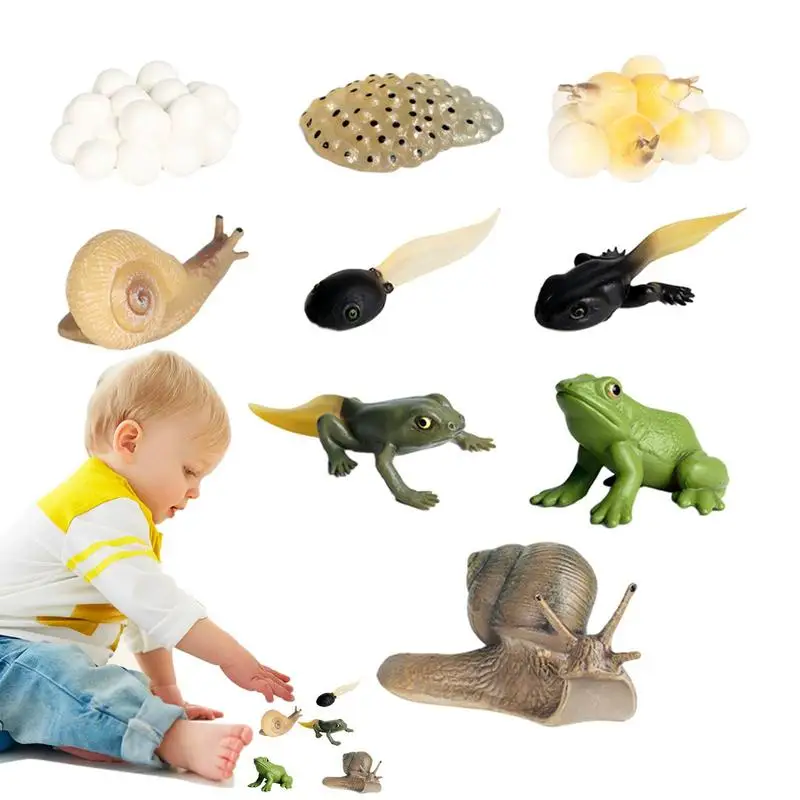 Animal Life Cycle Toys Frog And Snail Life Cycle Kit 8PCS Biological Model Farm Animal Growth Model Figure Science Toys For Kids