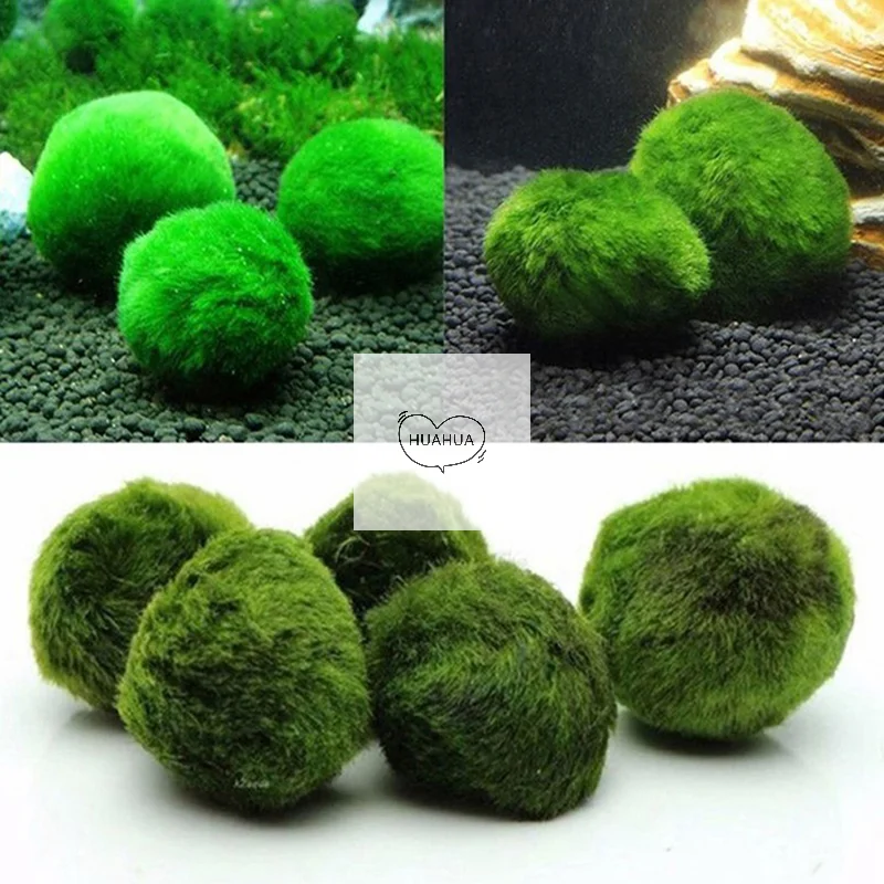 3-4cm Marimo Moss Balls Live Aquarium Plant Algae Fish Shrimp Tank Ornament Simulation Green Algae Balls Artificial Plant