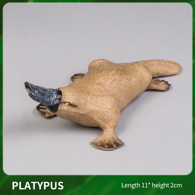 Animal-21