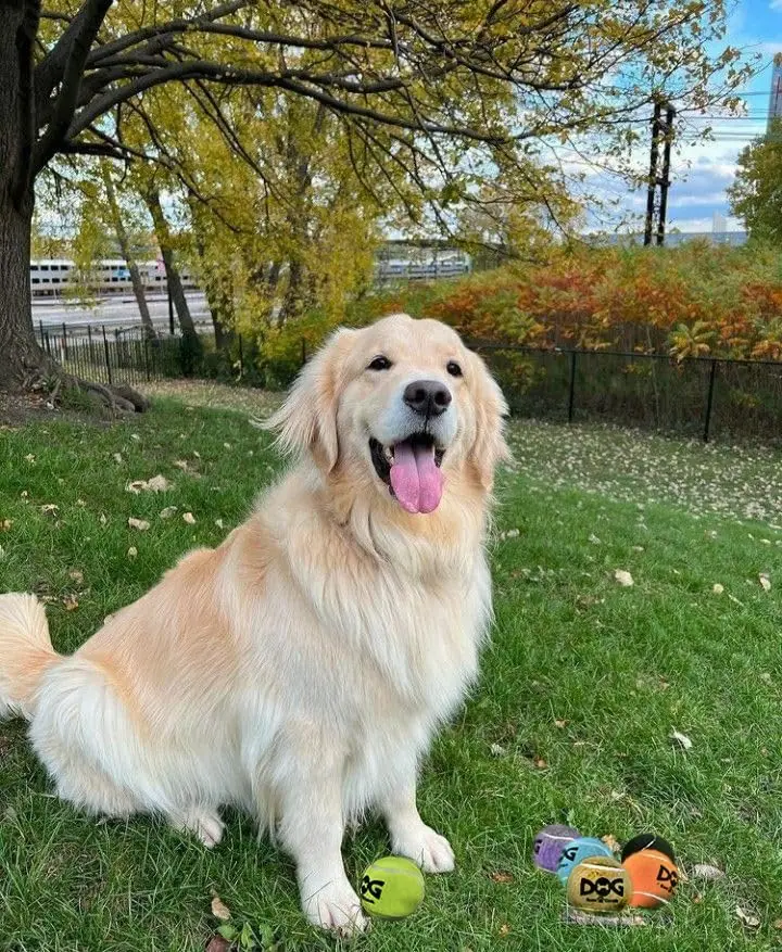 INSUM Tennis Balls for Dogs-Pet Safe Non-Toxic Industrial Strength Felt & Rubber for Exercise and Training 4 Pack 2.5" Orange