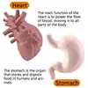 Simulation Human Body Torso Model Game Brain Heart Liver Stomach Kidney Teaching Tools Learning Educational Toys For Children 3