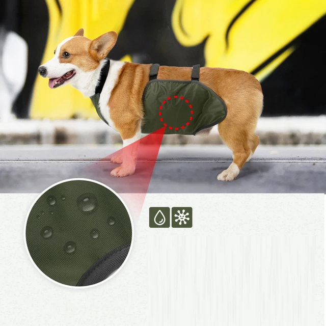 Welsh Corgi Corgi Hip Dysplasia Treatment Corgi Dog Hip Dysplasia