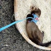Pet Chest Strap Striped Hamster Rabbit Bow-knot Harness Vest Leash Traction Rope Ferrets Rats Chest Strap Small Pet Leashes 3